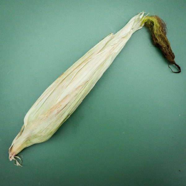 dried-out-corn-husk